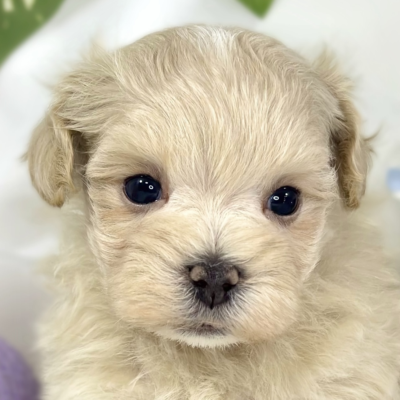 ハーフ犬男の子の写真