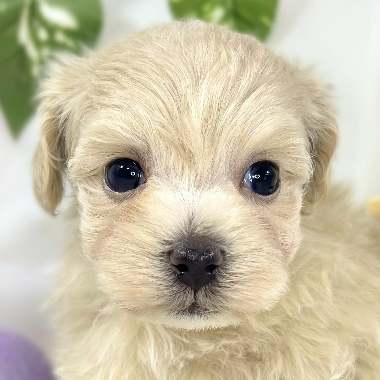 ハーフ犬男の子の写真