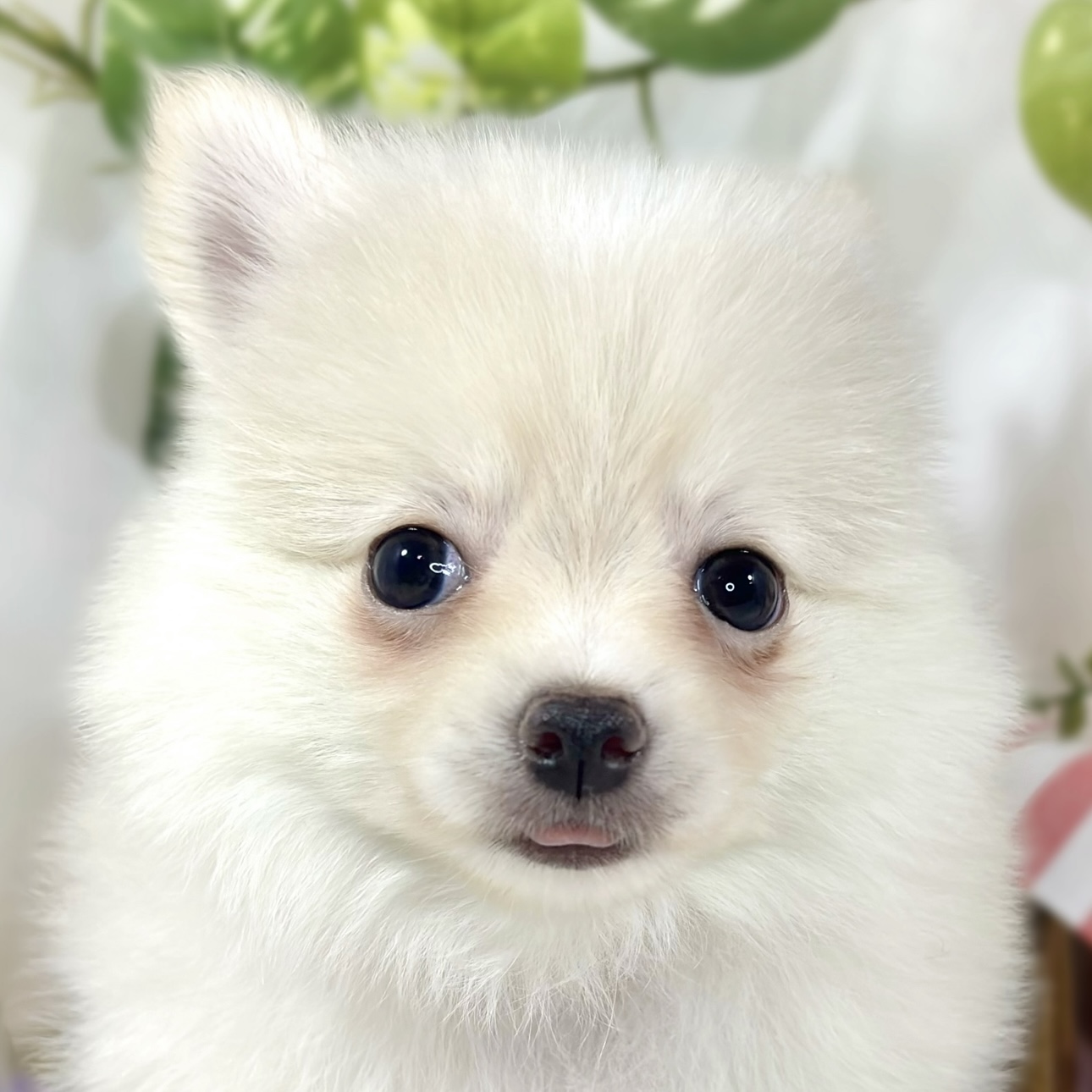 ハーフ犬女の子の写真