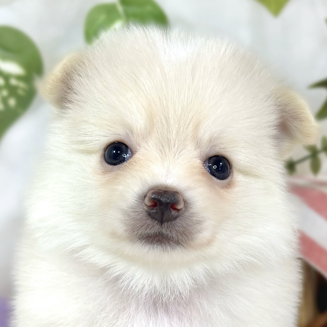 ハーフ犬女の子の写真