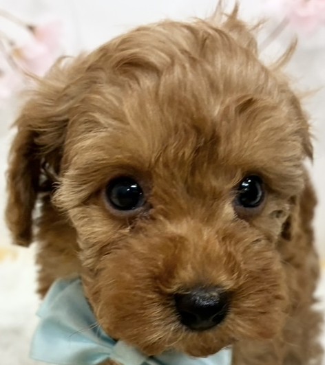 トイプードル女の子の写真