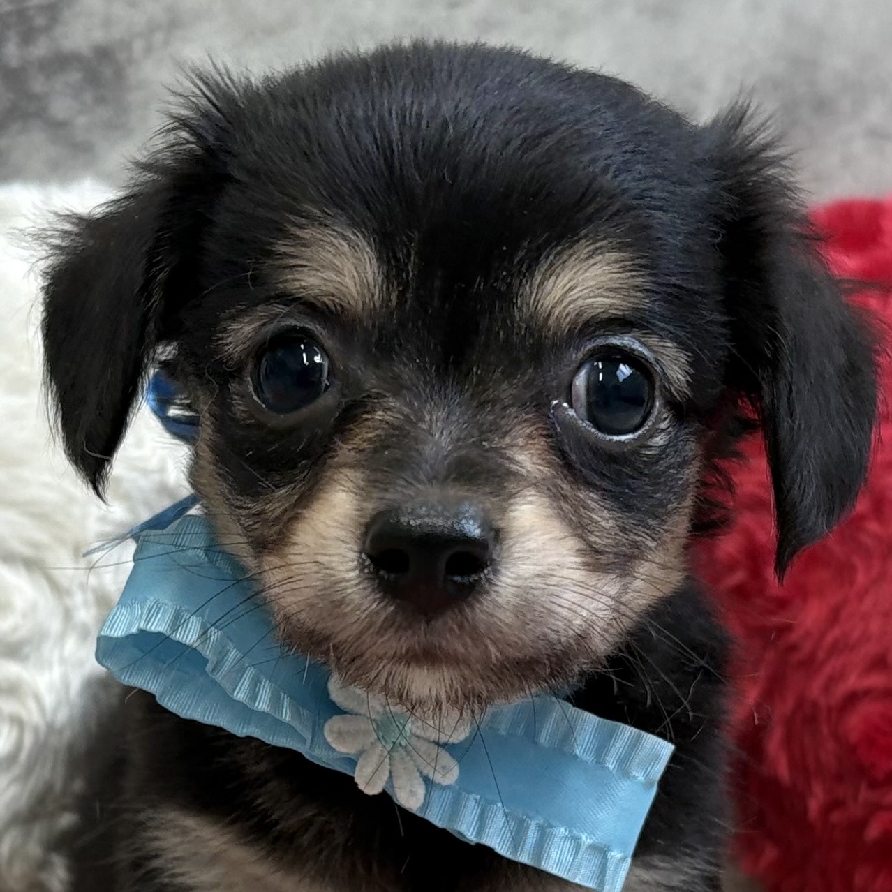 ハーフ犬男の子の写真