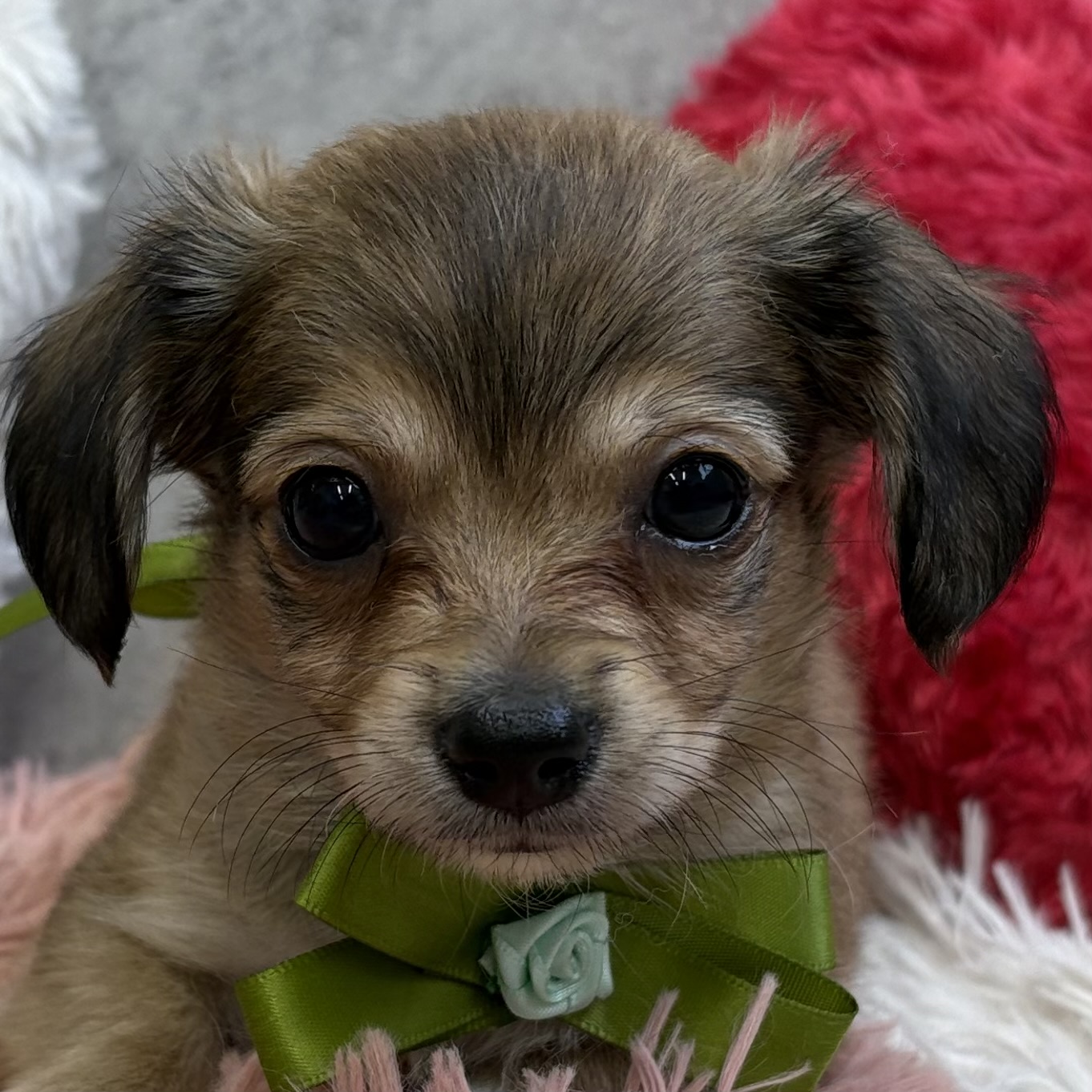 ハーフ犬男の子の写真