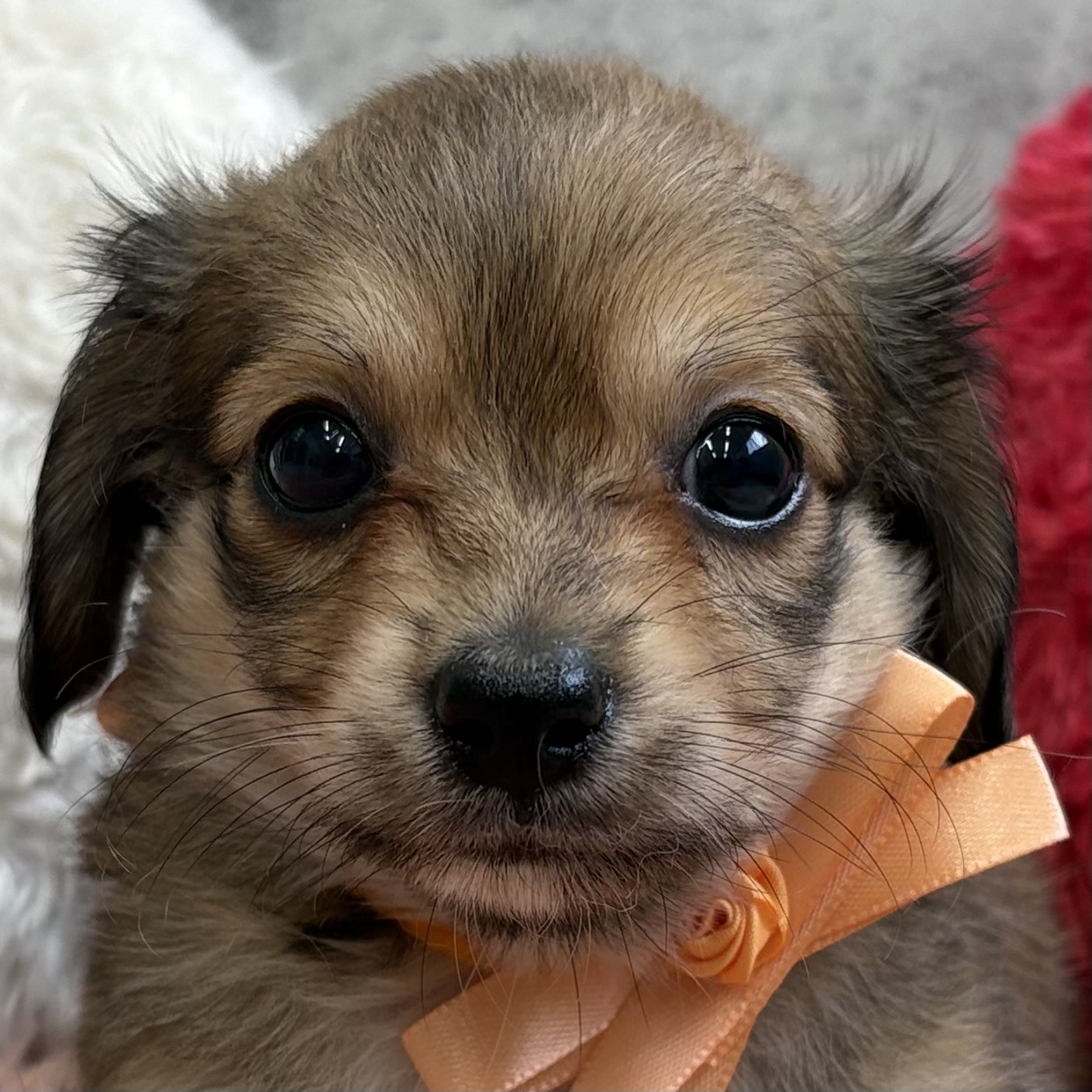 ハーフ犬男の子の写真