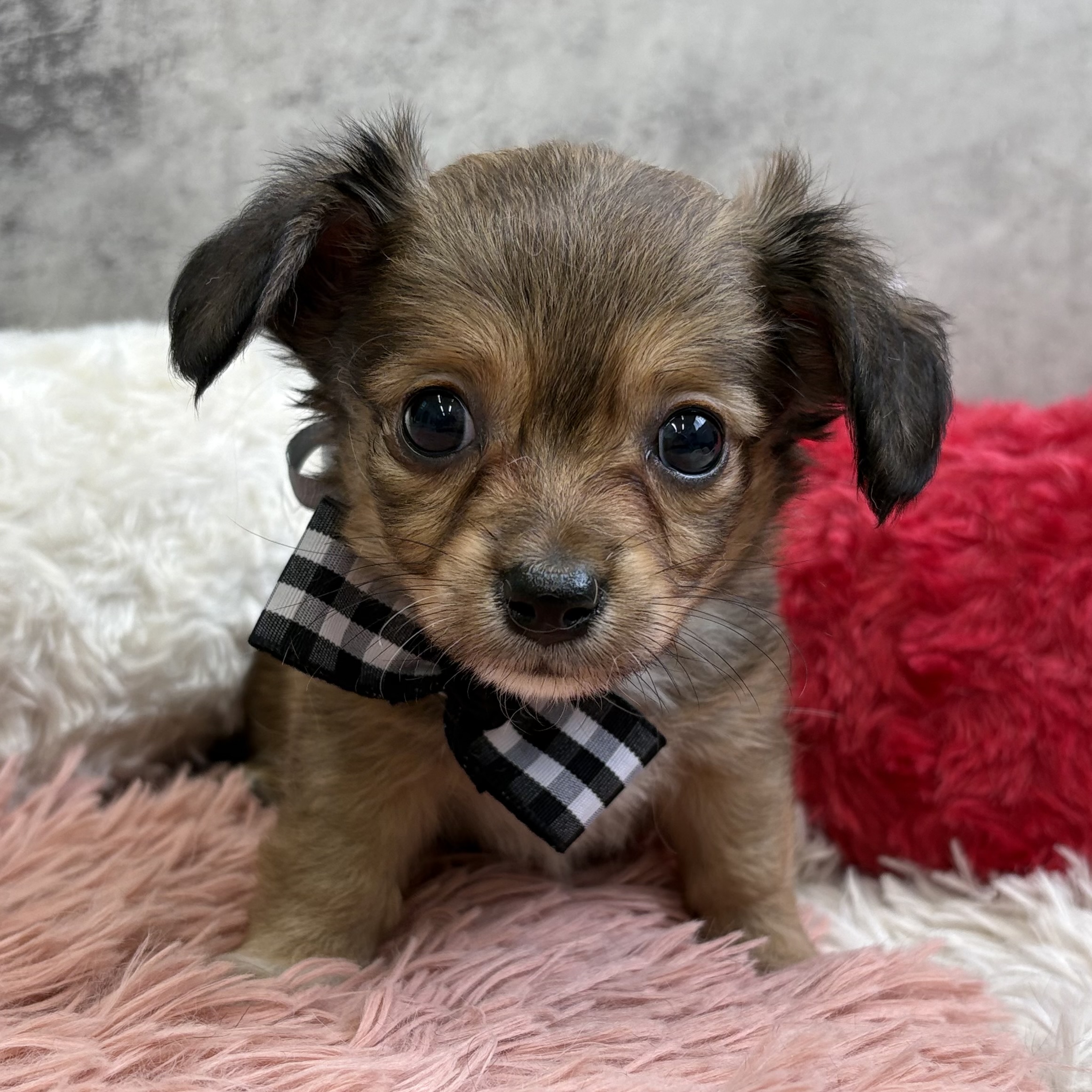 ハーフ犬男の子の写真