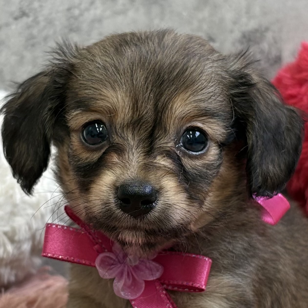 ハーフ犬男の子の写真