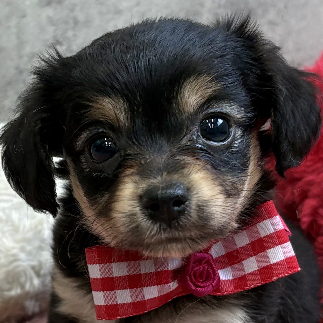 ハーフ犬女の子の写真