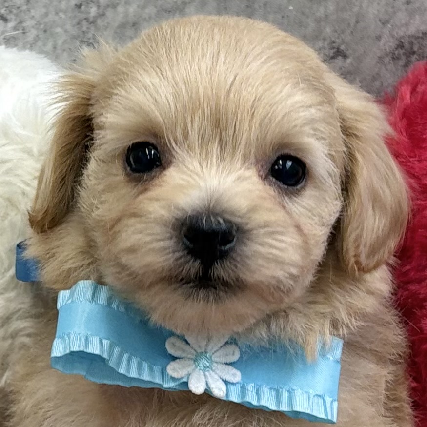 ハーフ犬男の子の写真