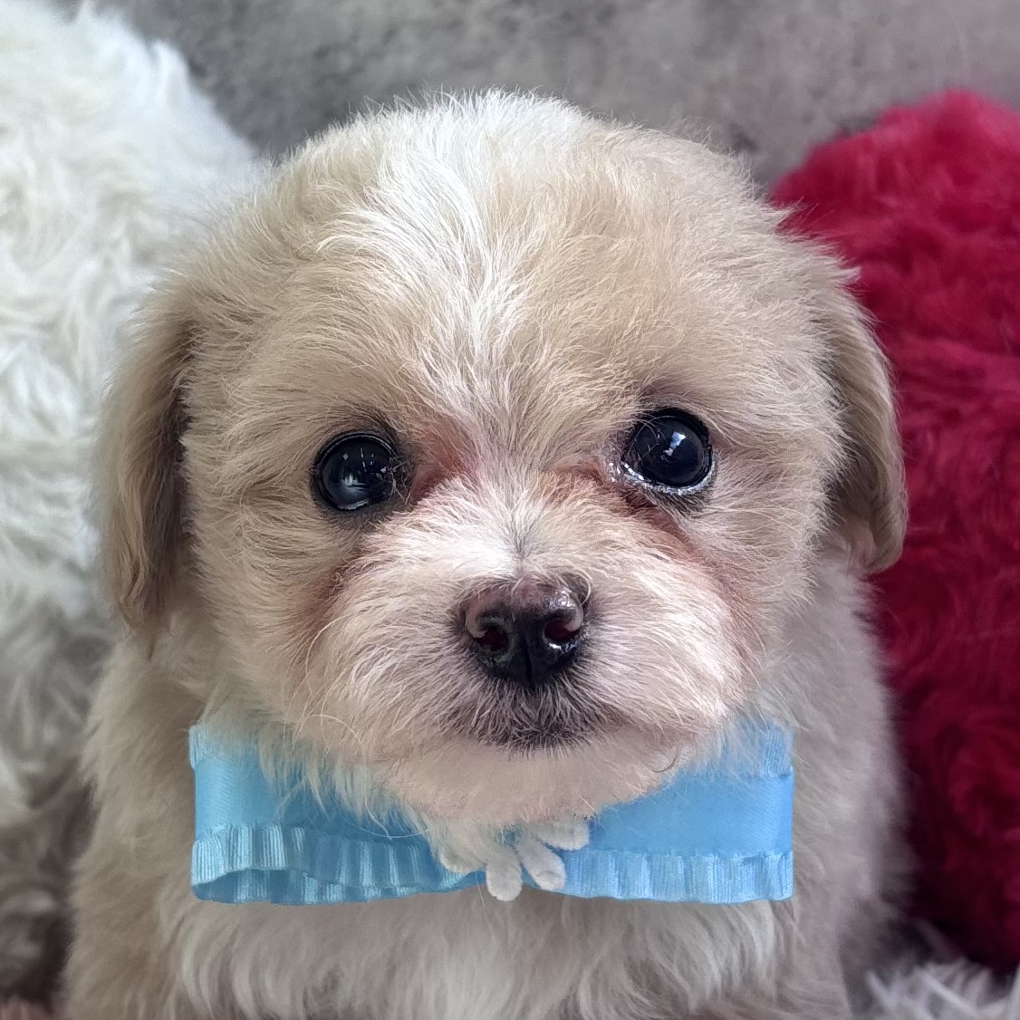 ハーフ犬男の子の写真