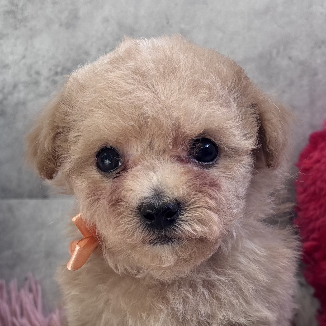 ハーフ犬男の子の写真