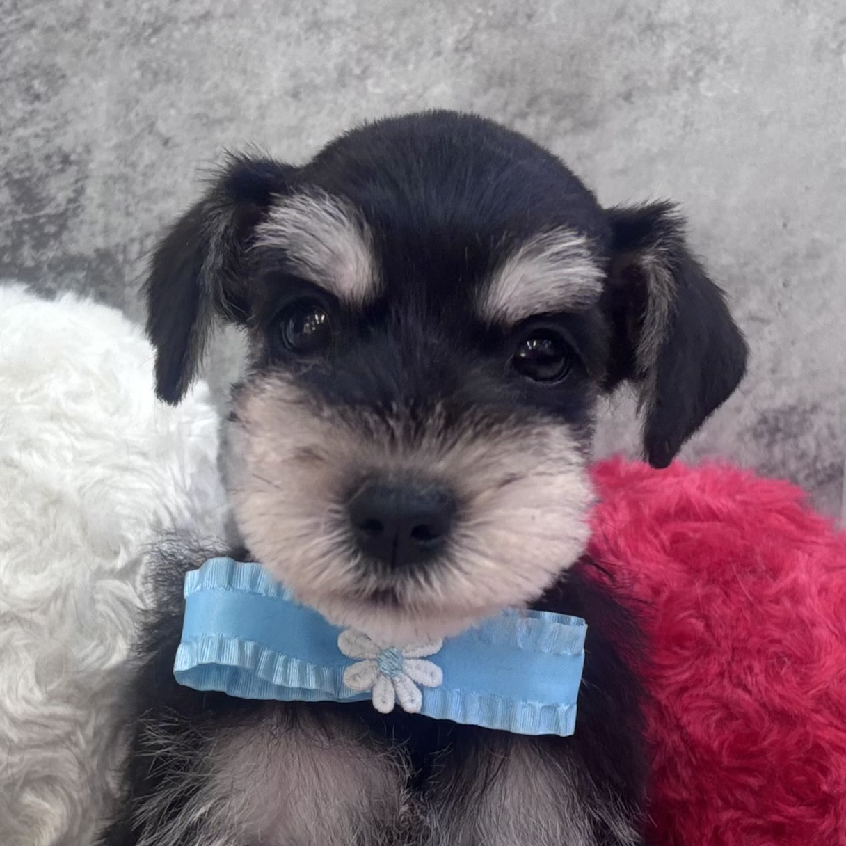 ミニチュアシュナウザー女の子の写真