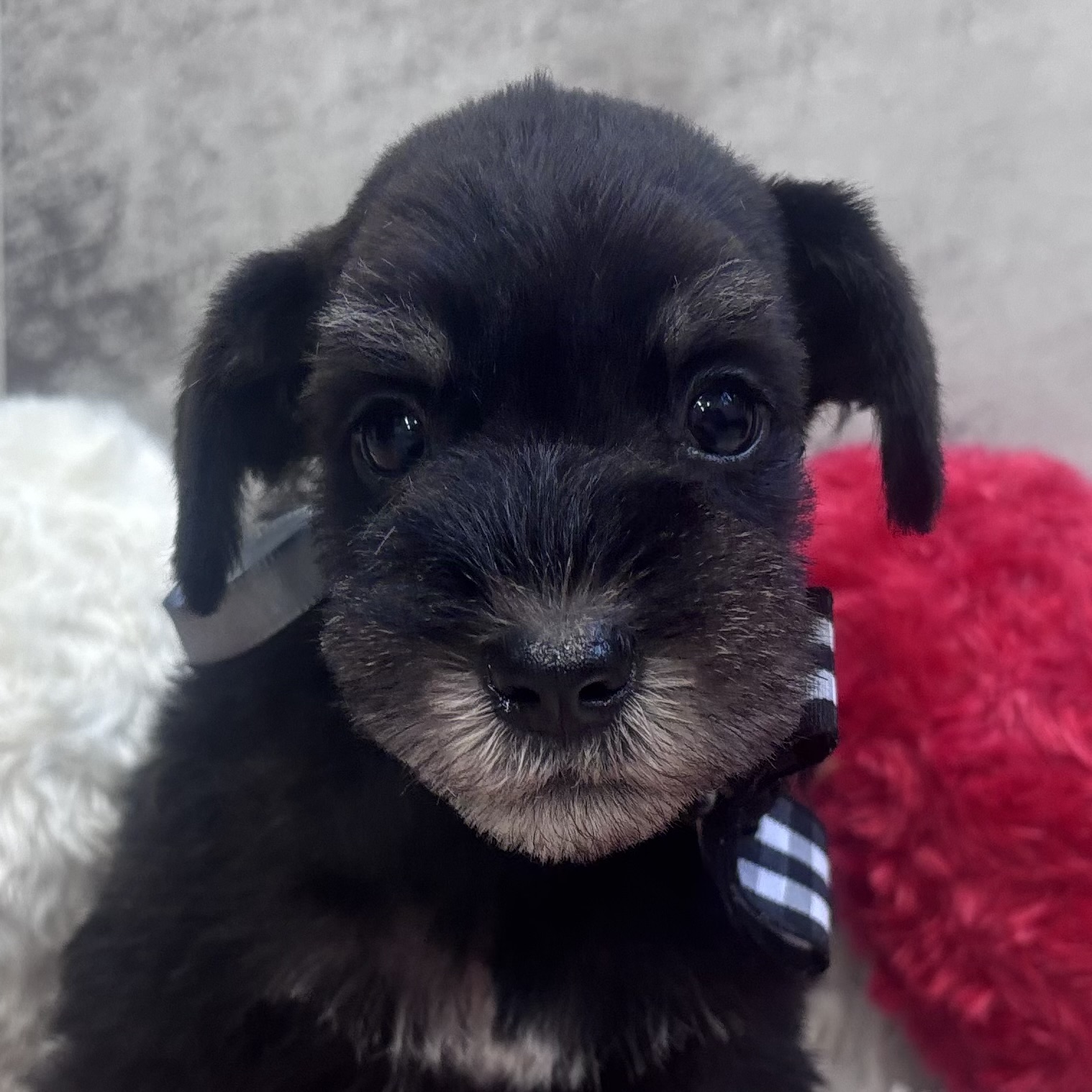 ミニチュアシュナウザー男の子の写真