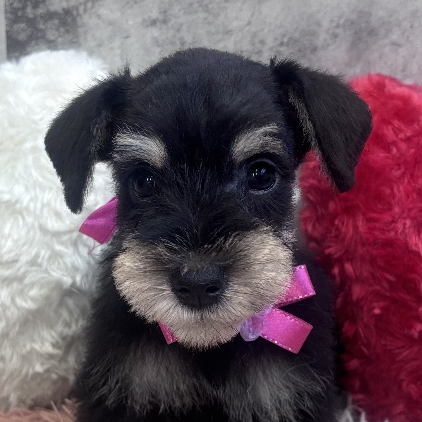 ミニチュアシュナウザー男の子の写真