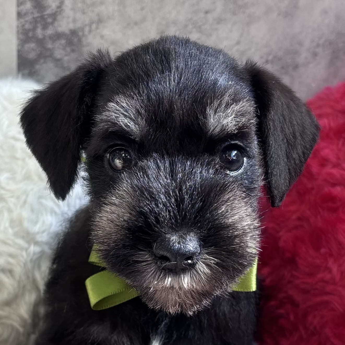 ミニチュアシュナウザー男の子の写真