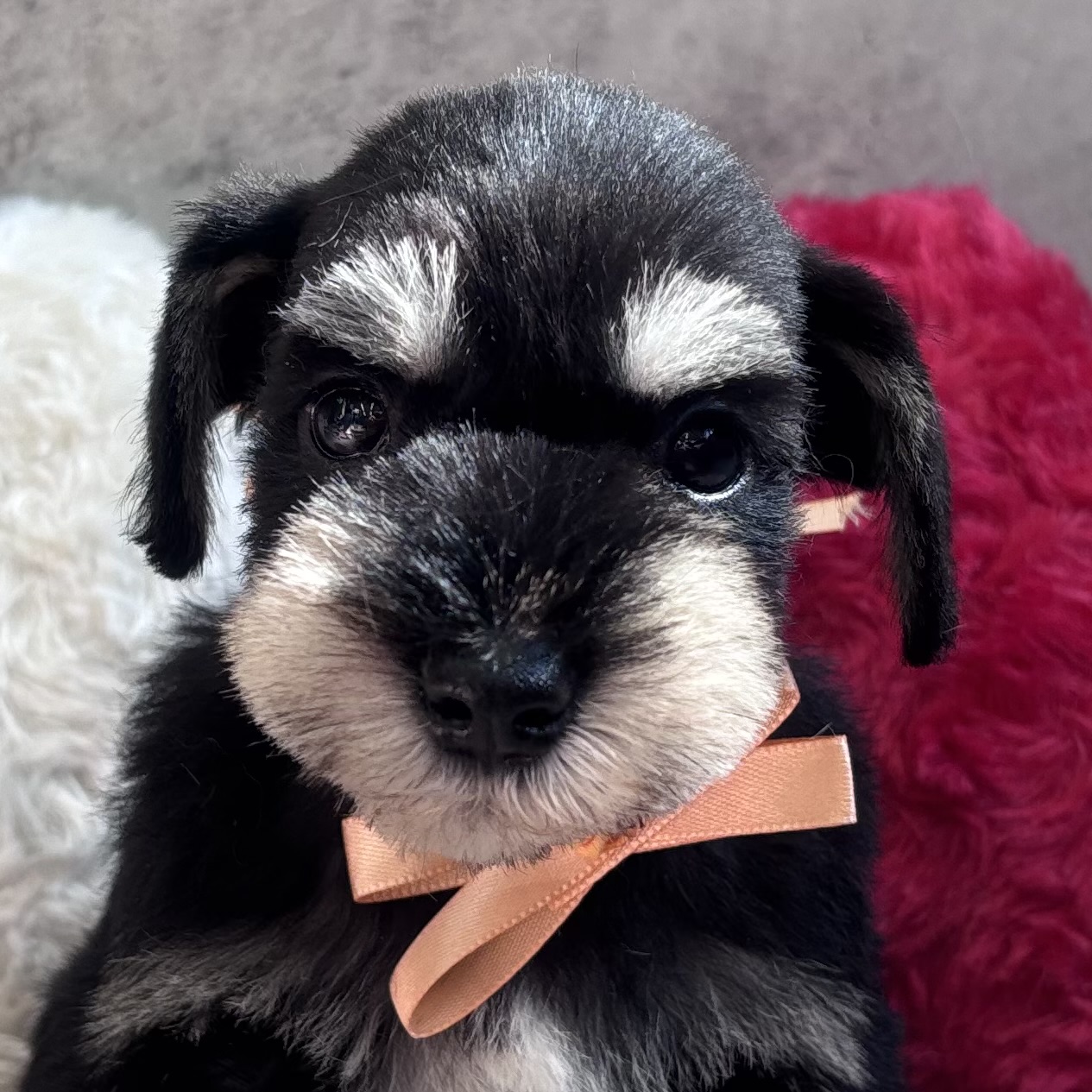 ミニチュアシュナウザー女の子の写真