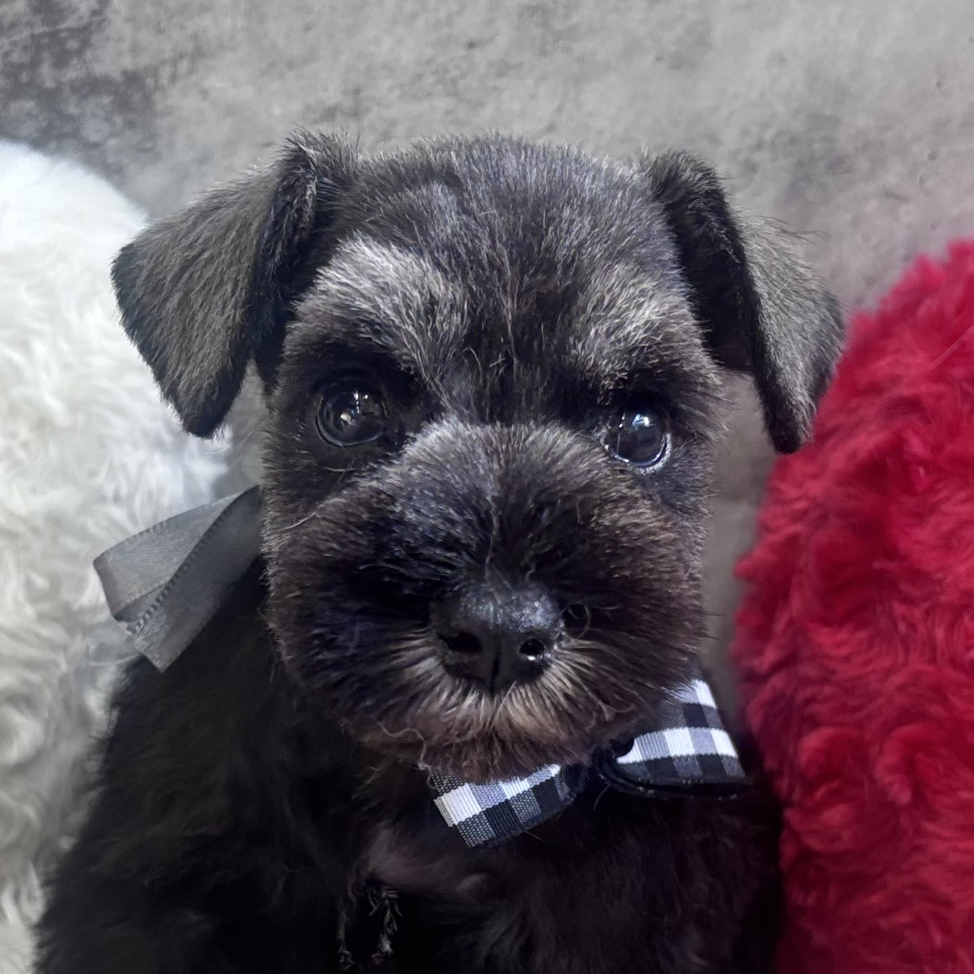 ミニチュアシュナウザー女の子の写真