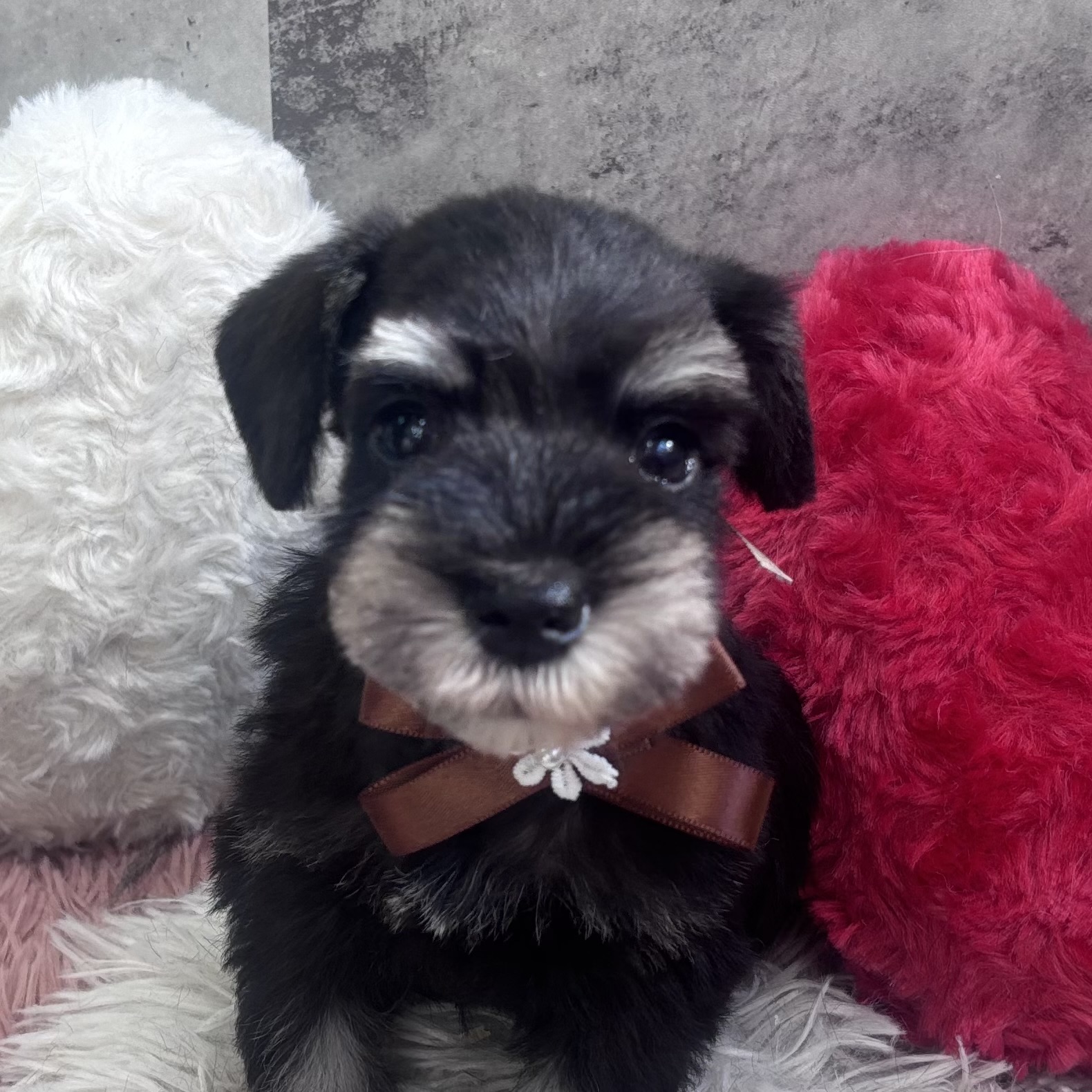 ミニチュアシュナウザー女の子の写真