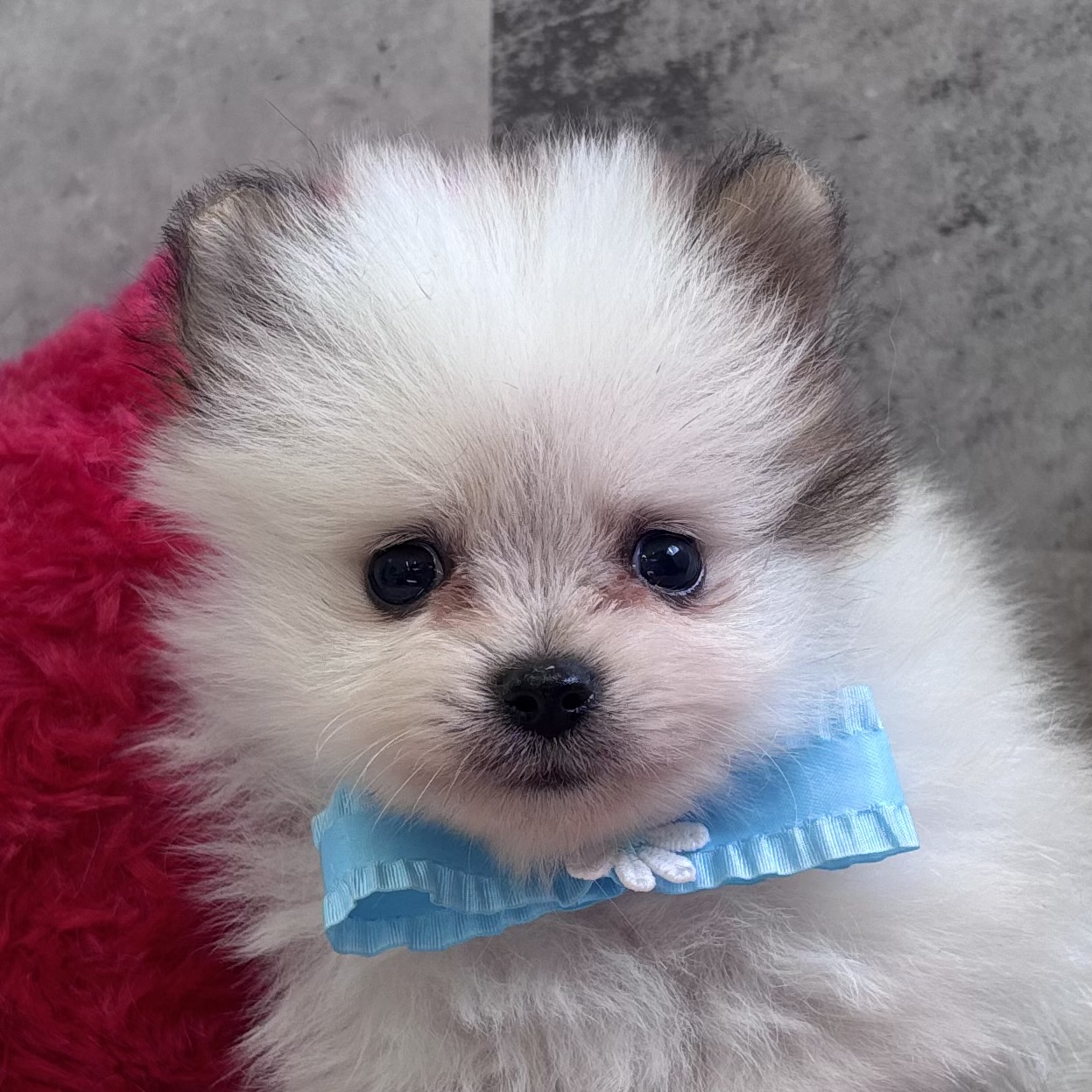 ポメラニアン男の子の写真