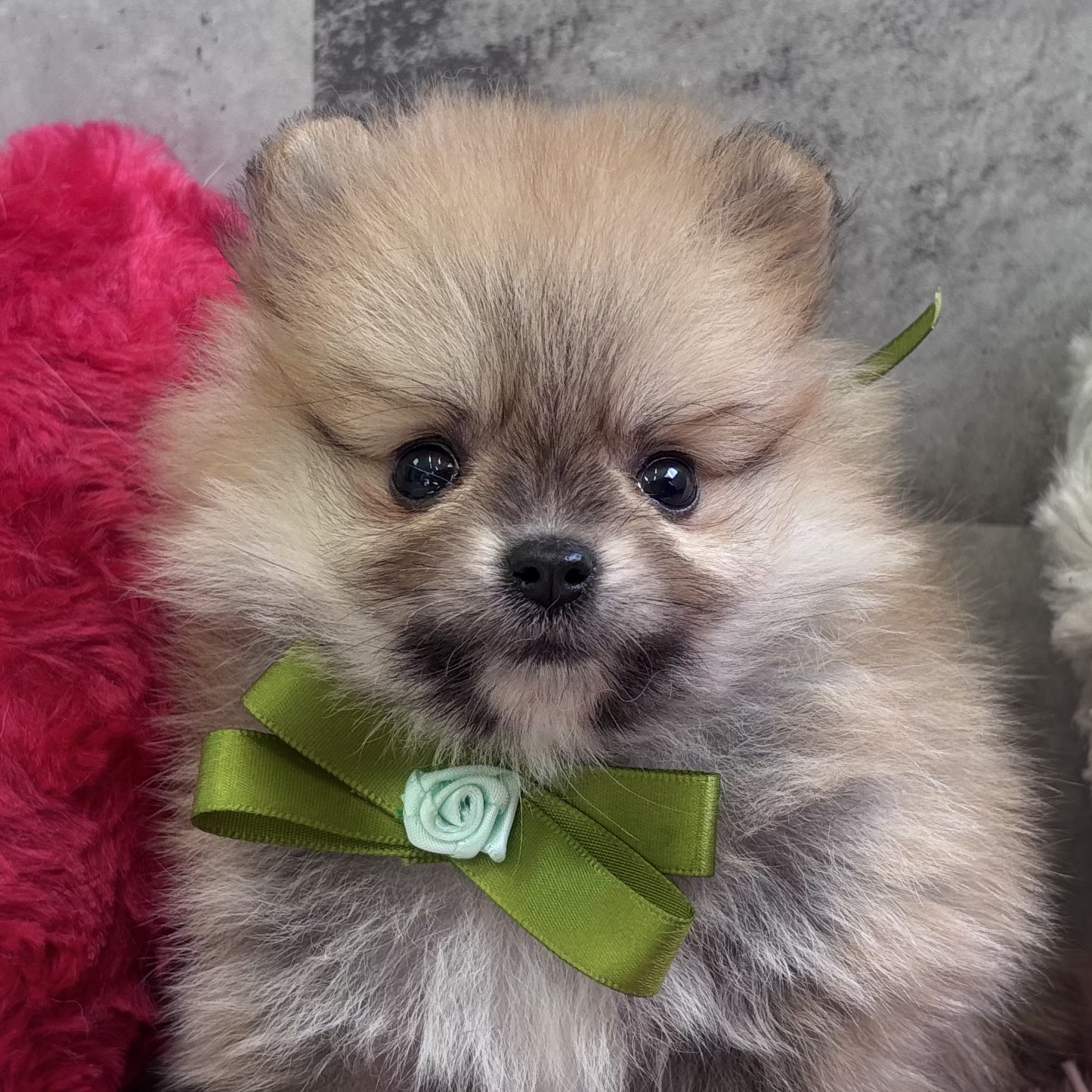 ポメラニアン女の子の写真