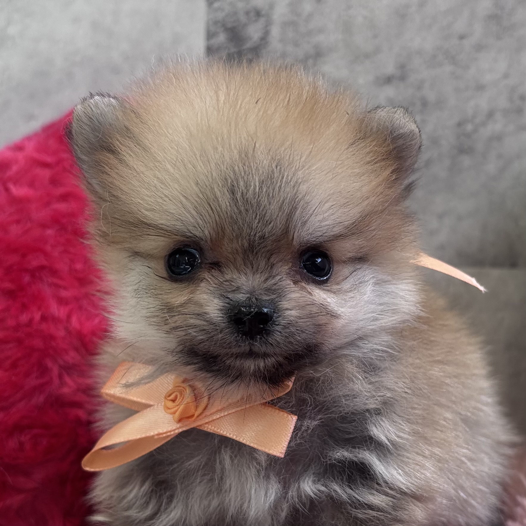 ポメラニアン女の子の写真