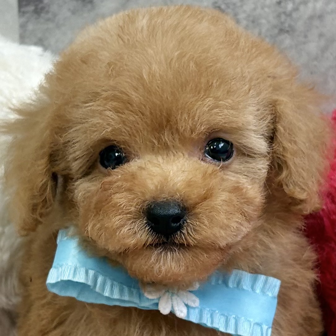 トイプードル男の子の写真