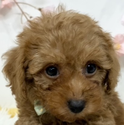 トイプードル女の子の写真