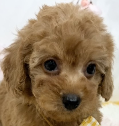 トイプードル女の子の写真