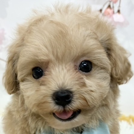 ハーフ犬男の子の写真