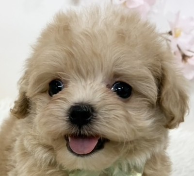 ハーフ犬女の子の写真