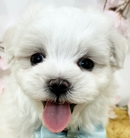マルチーズ男の子の写真