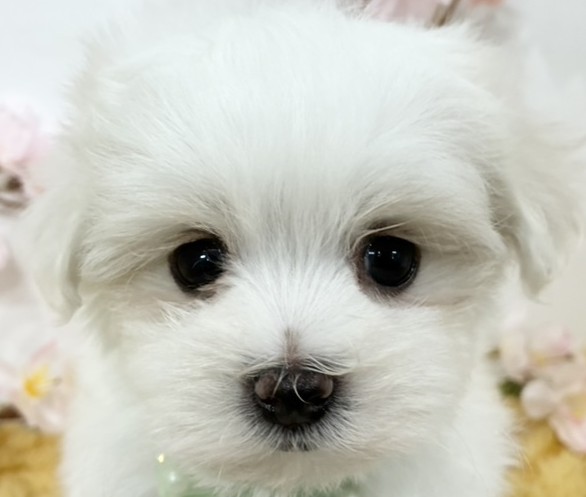 マルチーズ女の子の写真