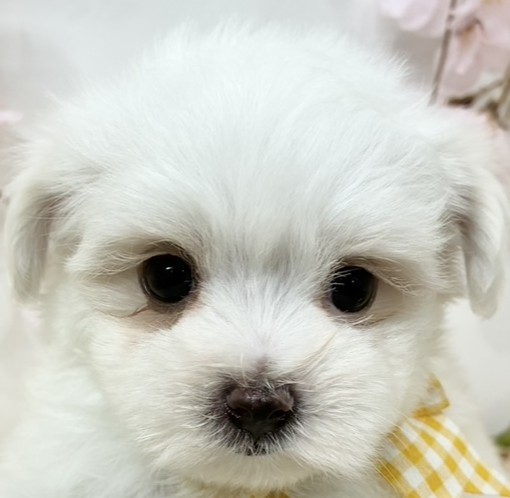 マルチーズ女の子の写真
