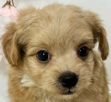 ハーフ犬男の子の写真