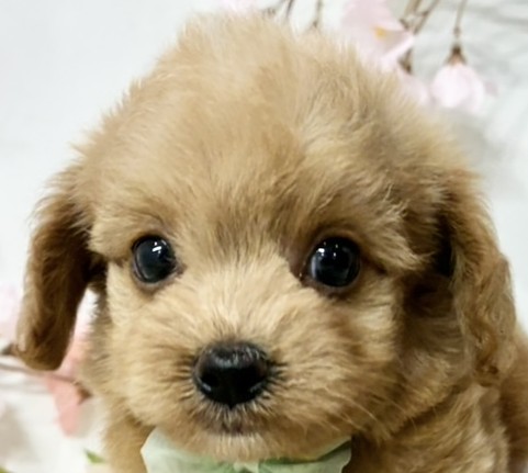 ハーフ犬男の子の写真