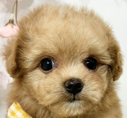 ハーフ犬女の子の写真