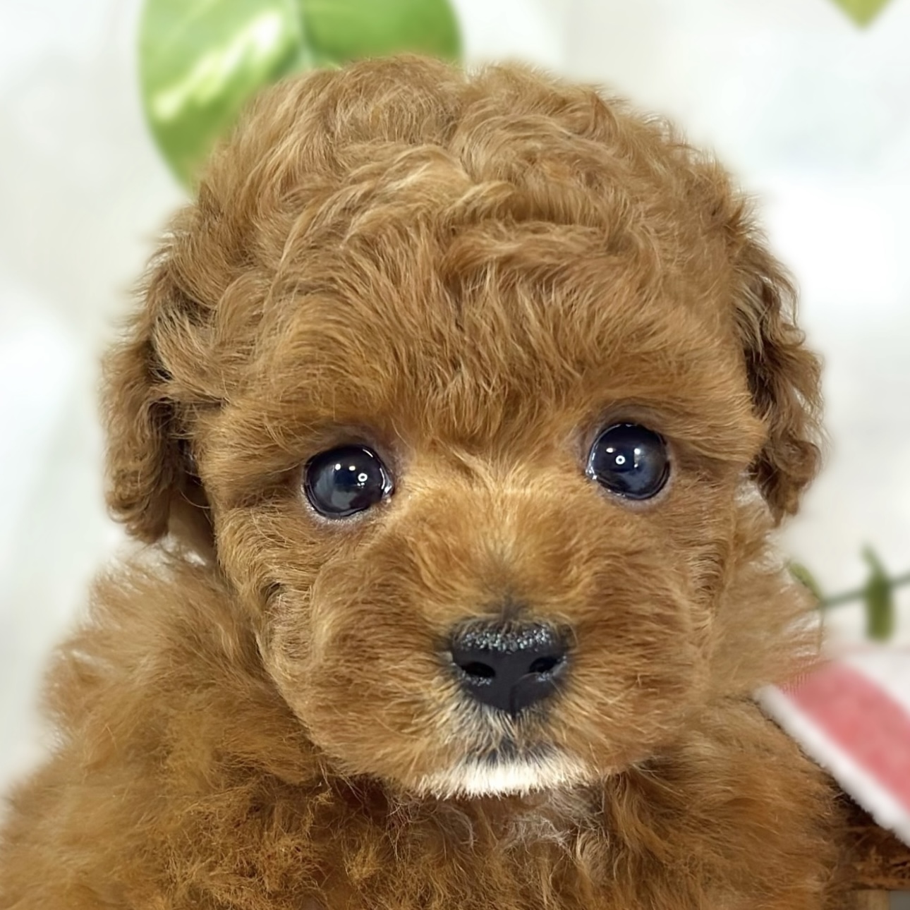 トイプードル女の子の写真