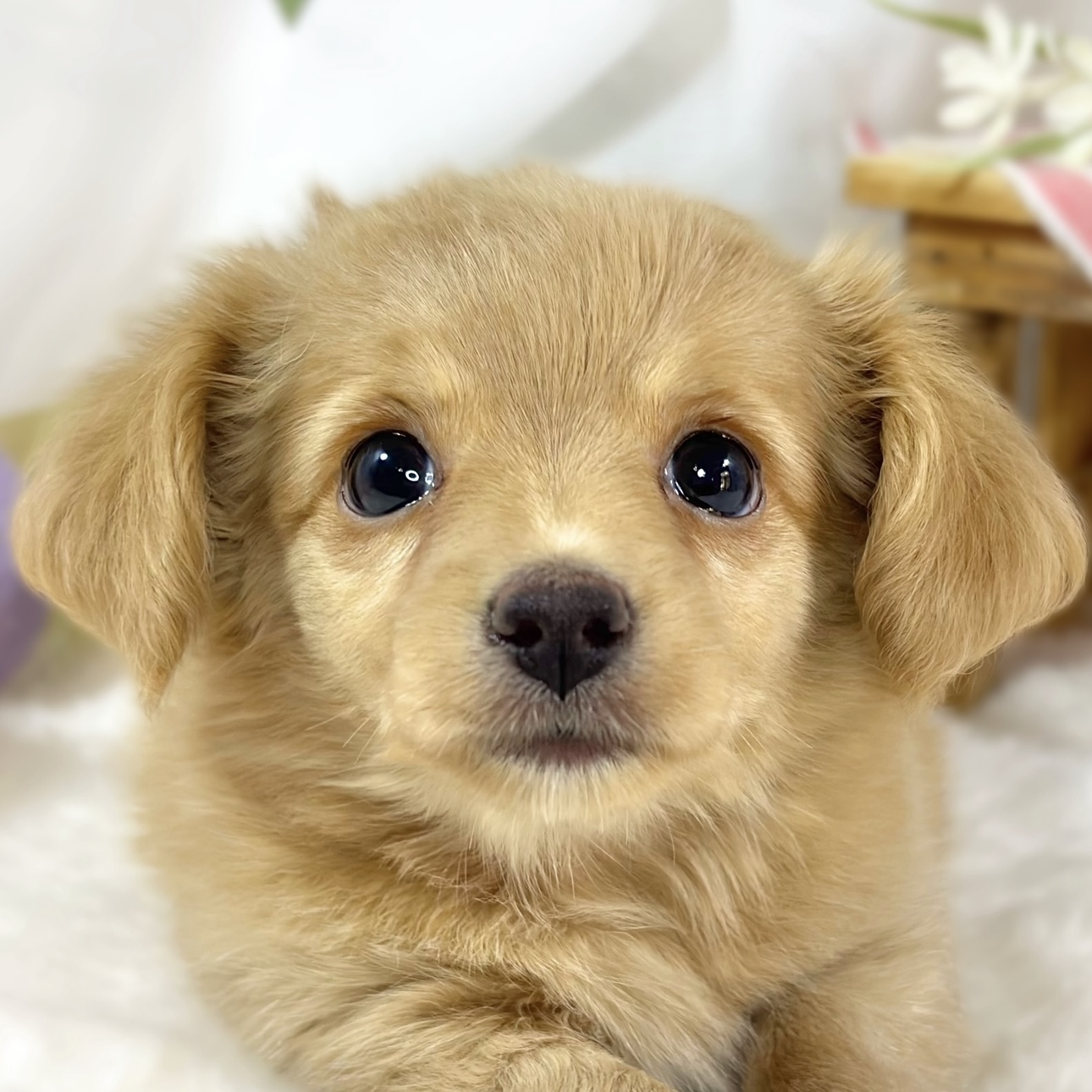 ハーフ犬男の子の写真