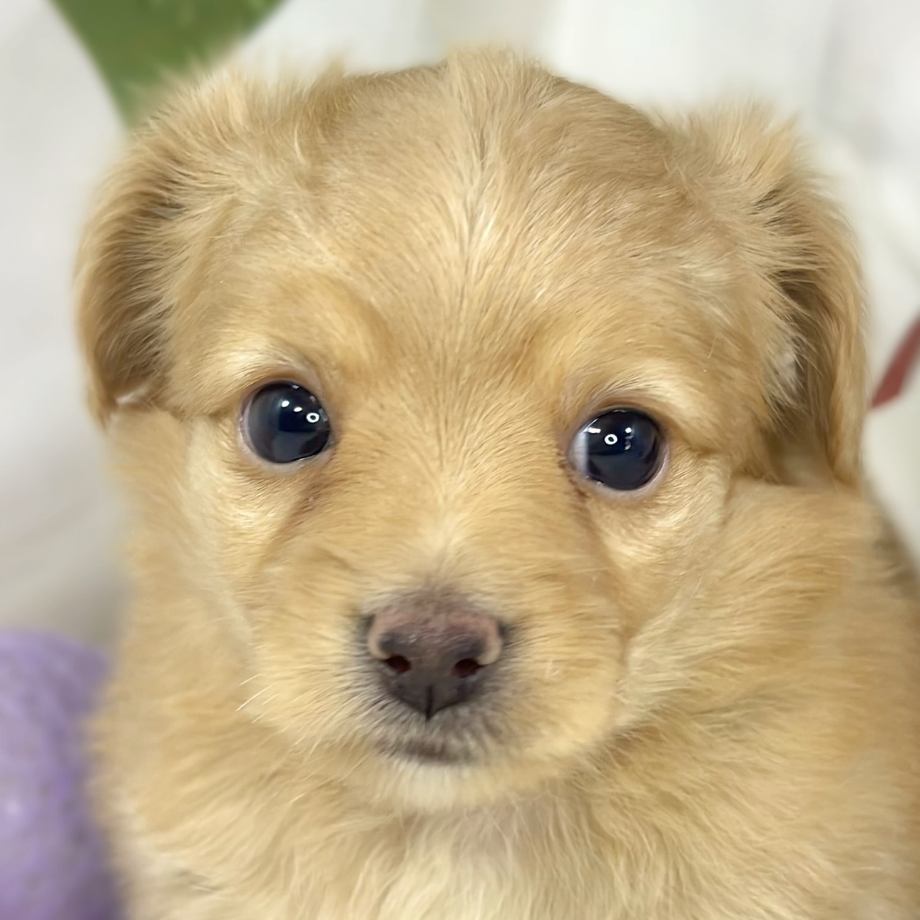 ハーフ犬男の子の写真