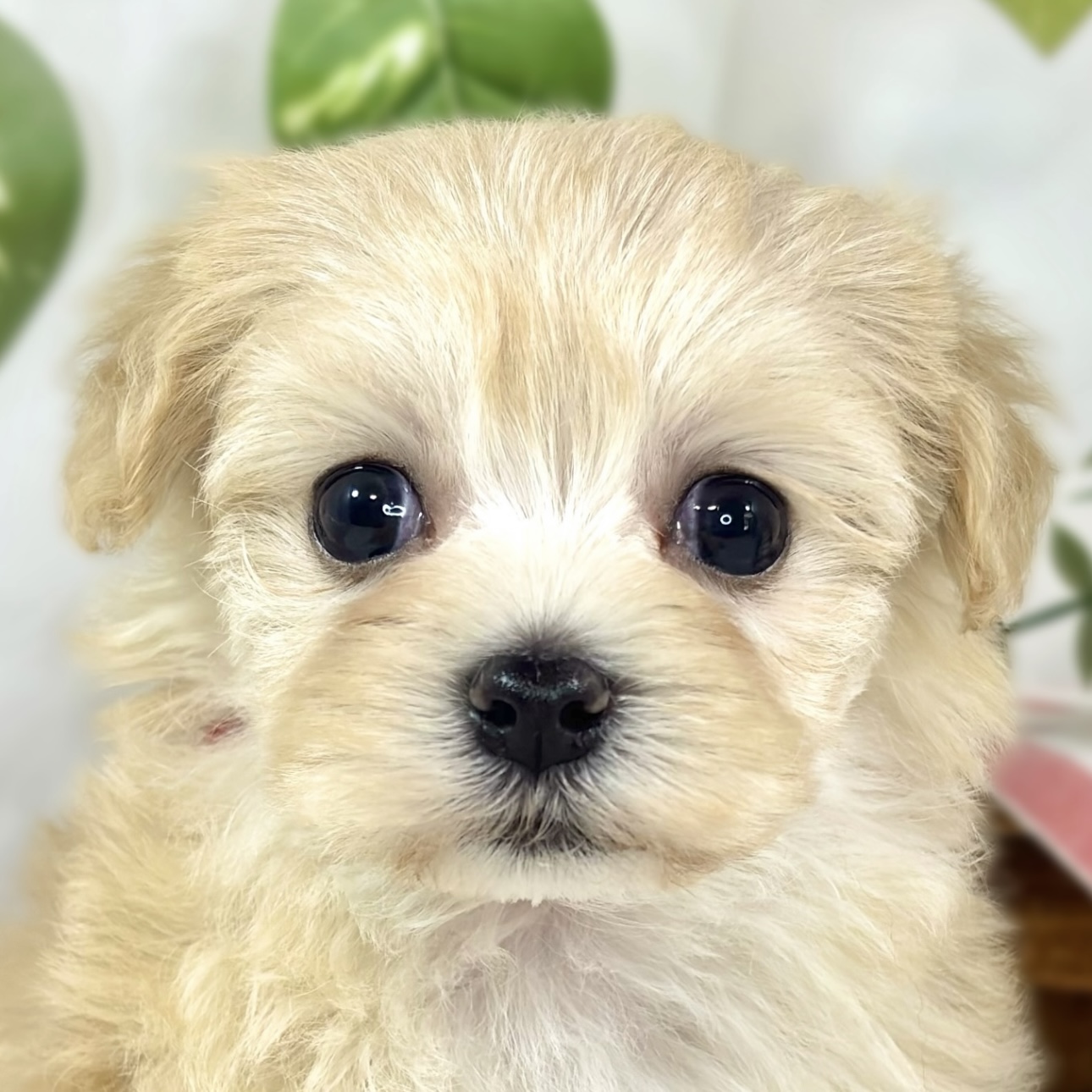 ハーフ犬女の子の写真