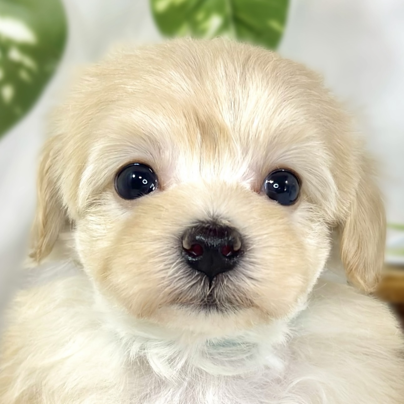 ハーフ犬男の子の写真