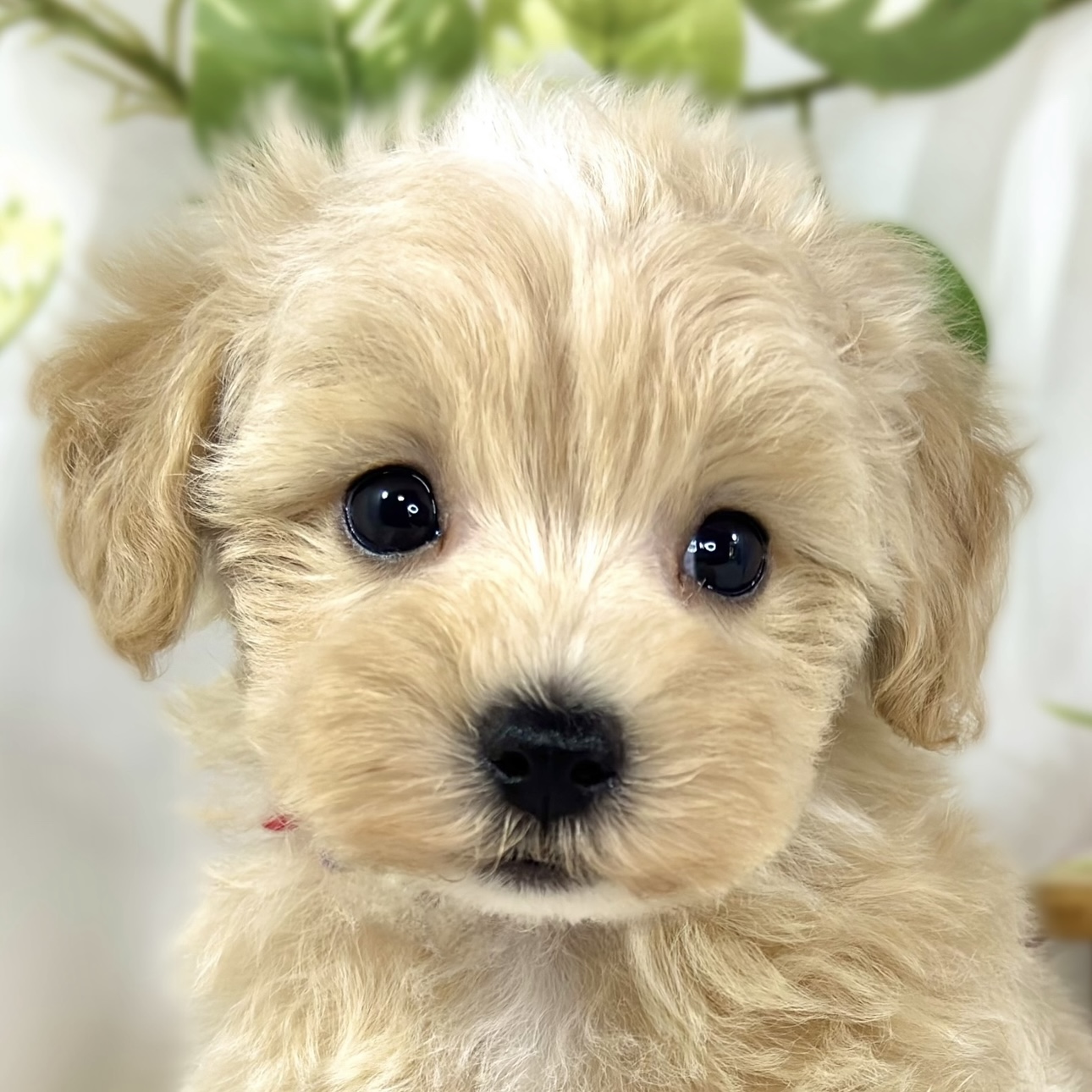 ハーフ犬男の子の写真