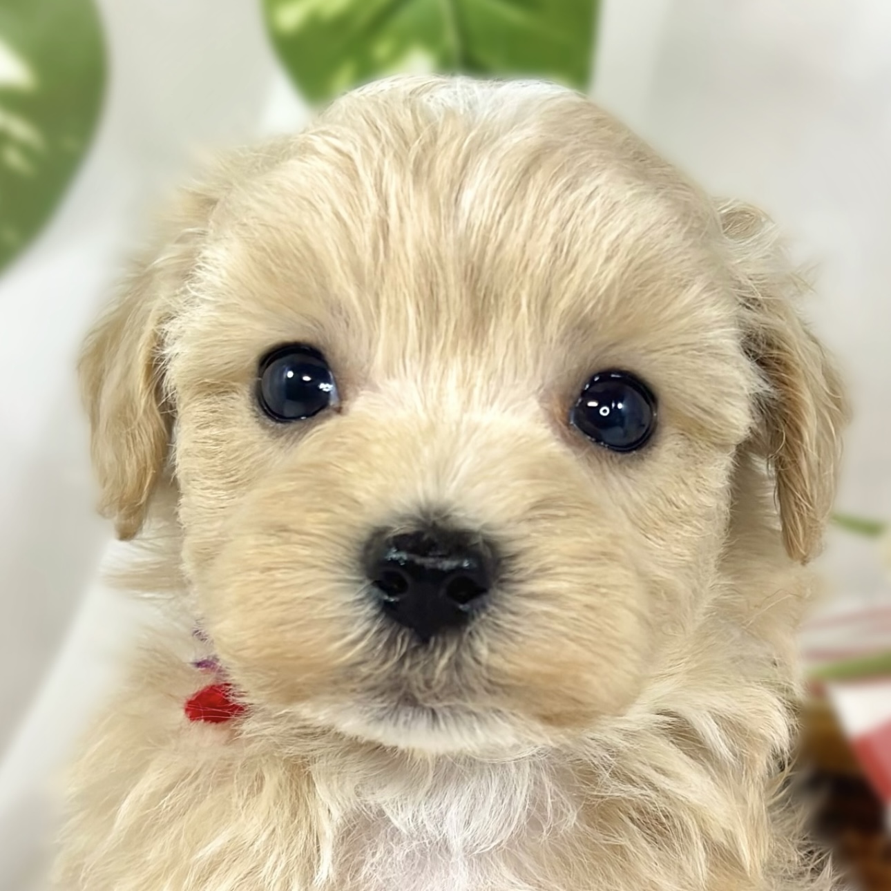 ハーフ犬男の子の写真