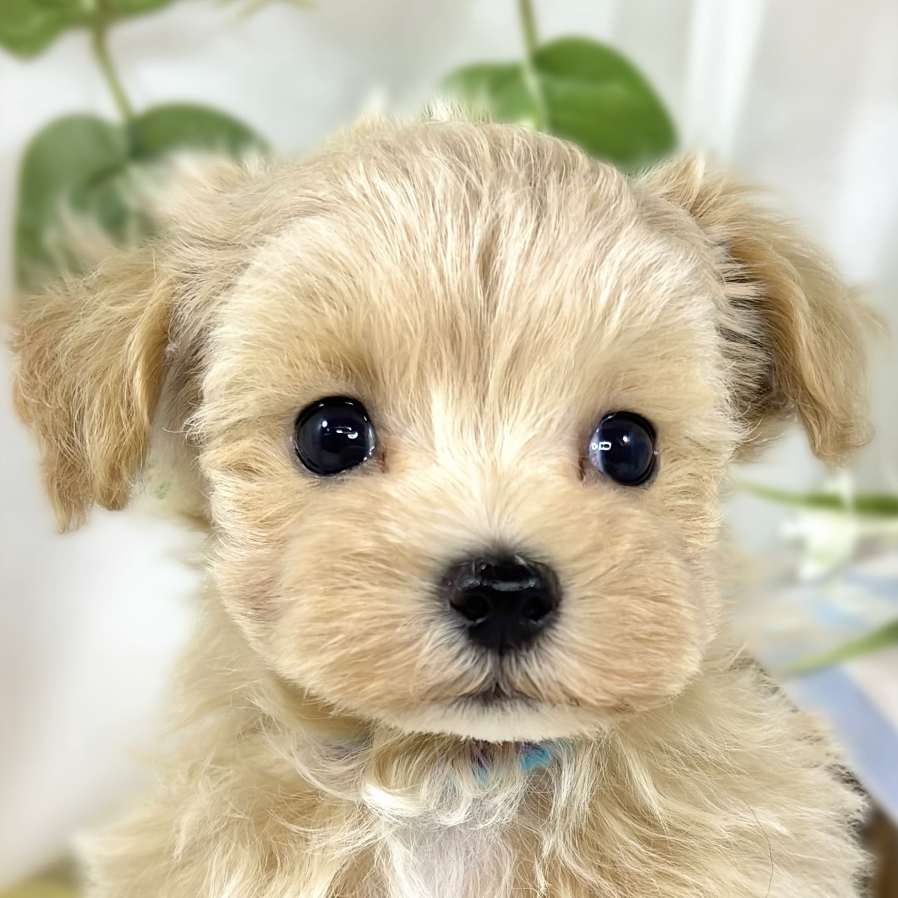 ハーフ犬男の子の写真
