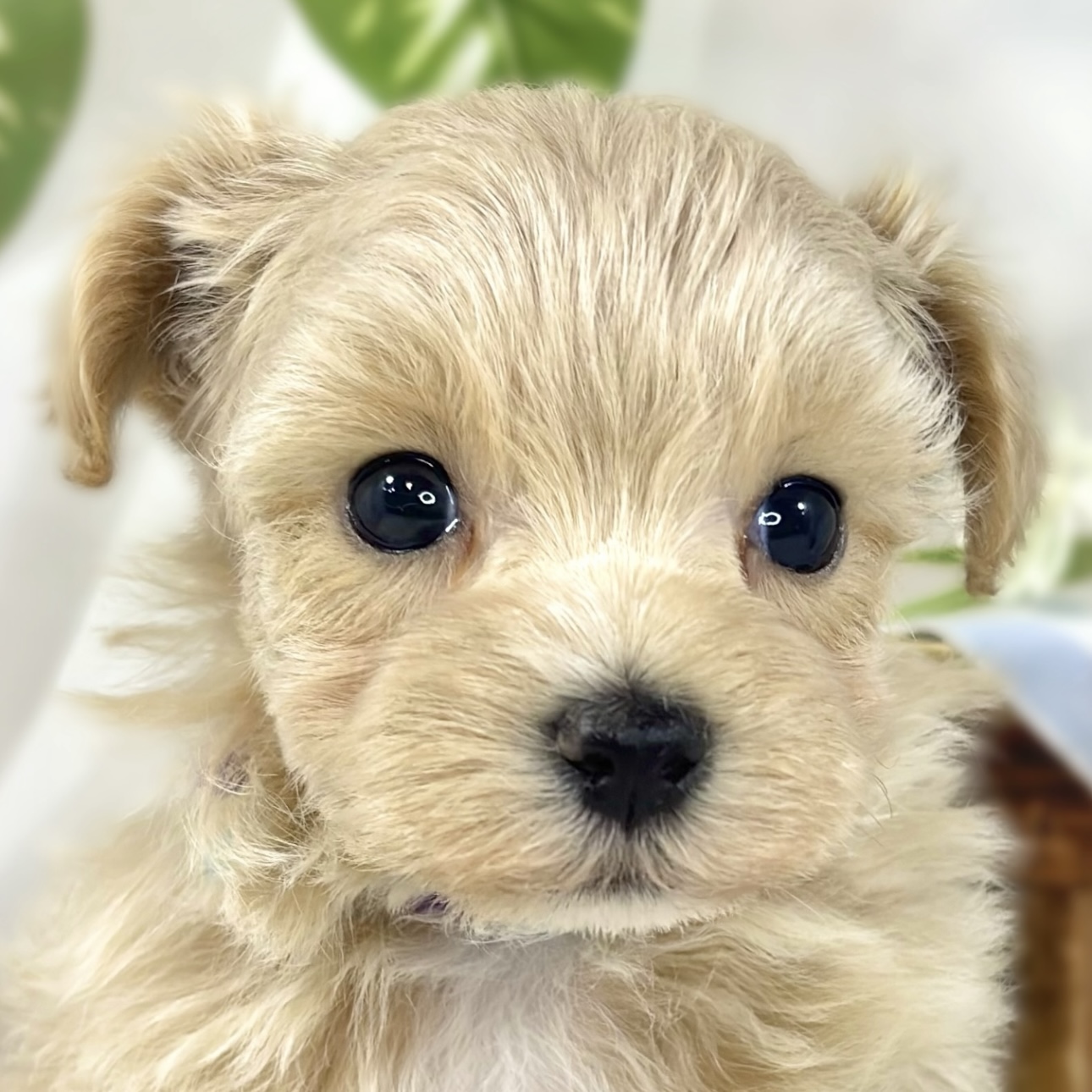 ハーフ犬男の子の写真