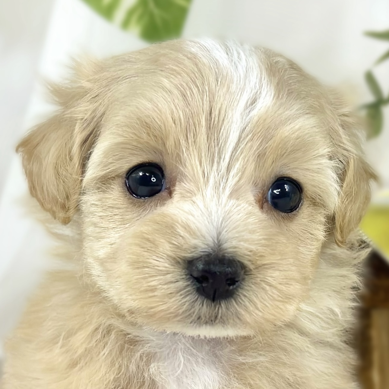 ハーフ犬女の子の写真