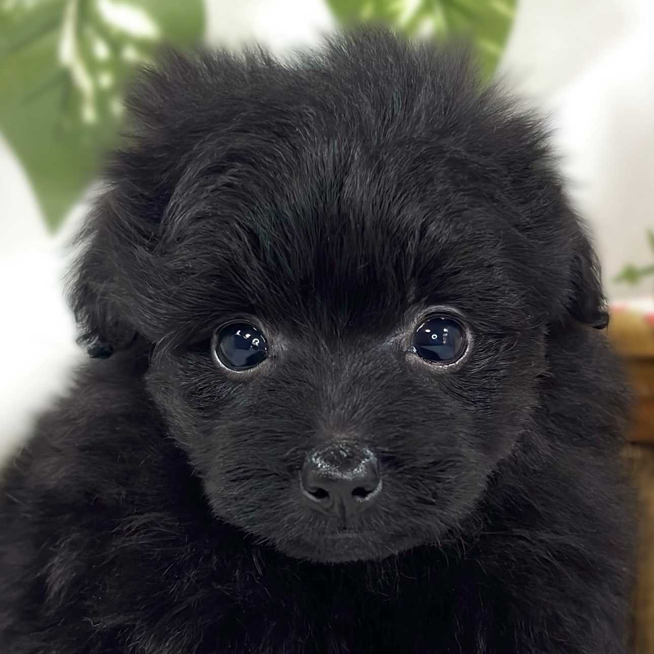 ハーフ犬女の子の写真