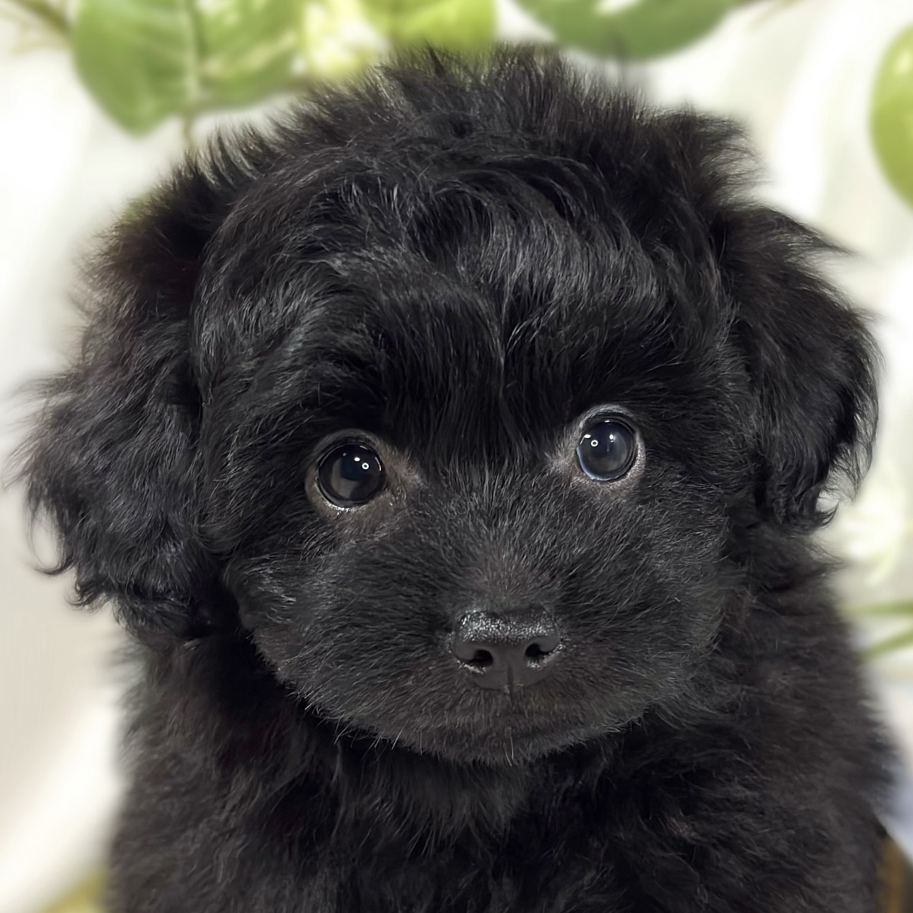 ハーフ犬男の子の写真