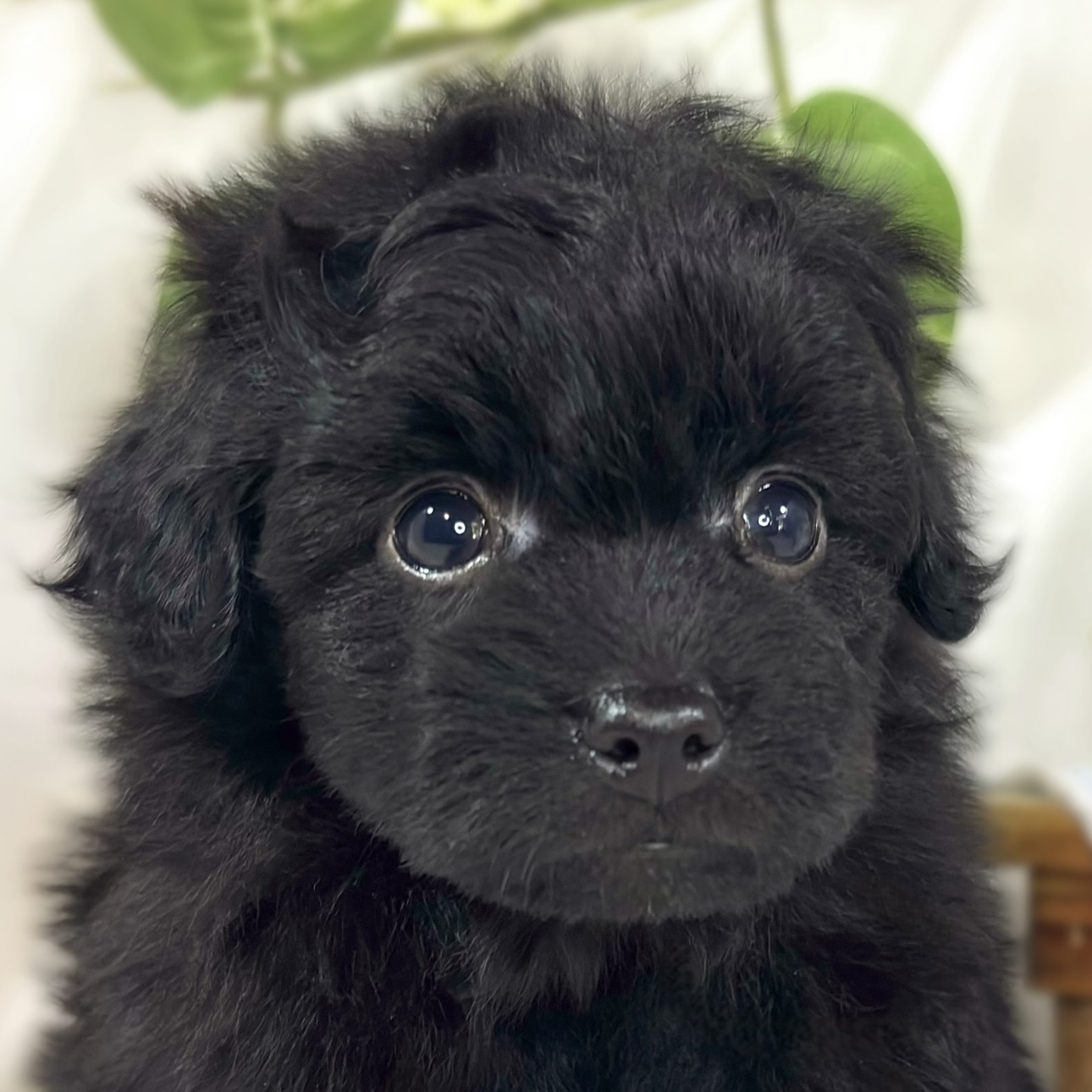 ハーフ犬男の子の写真