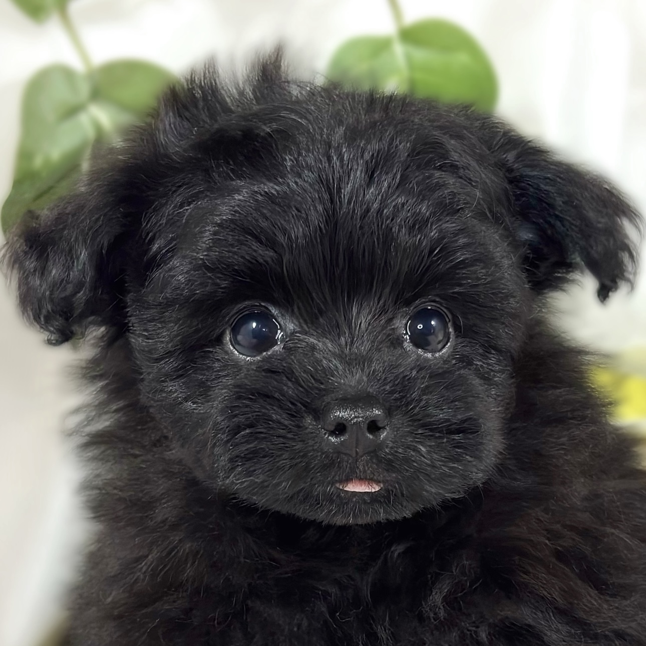 ハーフ犬男の子の写真