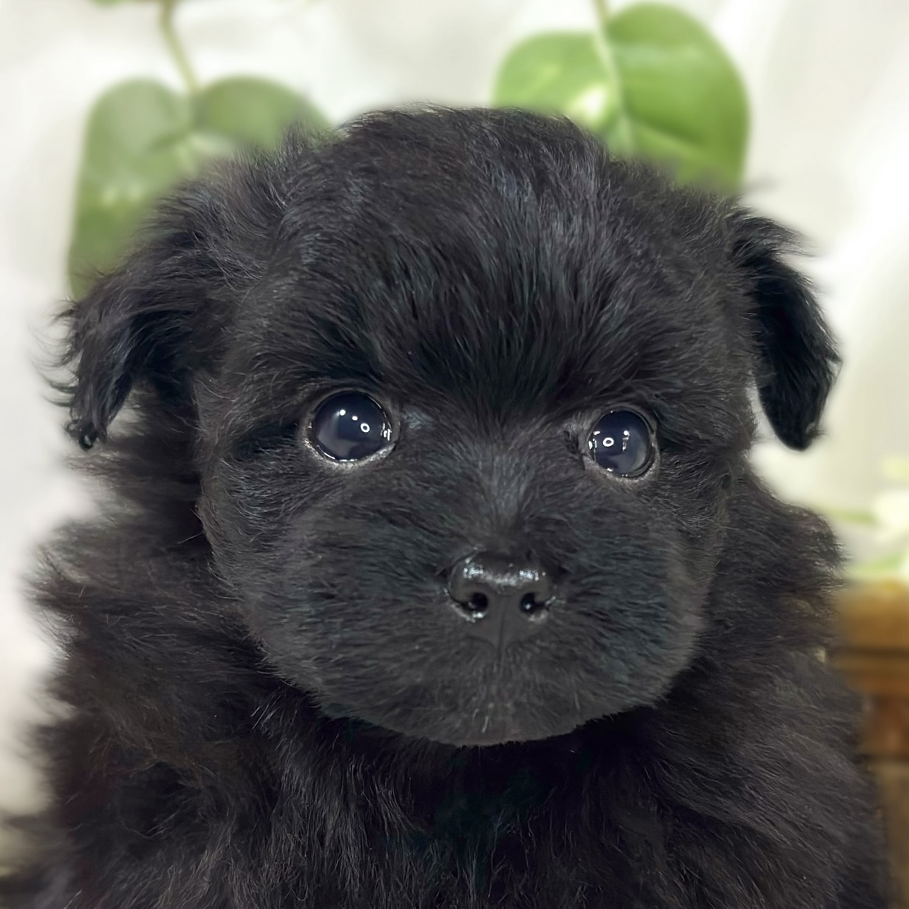ハーフ犬男の子の写真